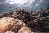 Photo Reference of Coral Sudan Undersea 0038